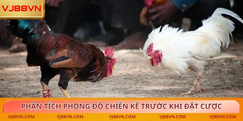 Người chơi phân tích chuẩn phong độ chiến kê trước khi đặt cược