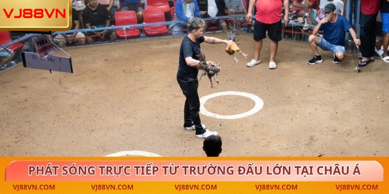 Trận đá gà trực tuyến được phát sóng từ trường đấu lớn tại châu Á